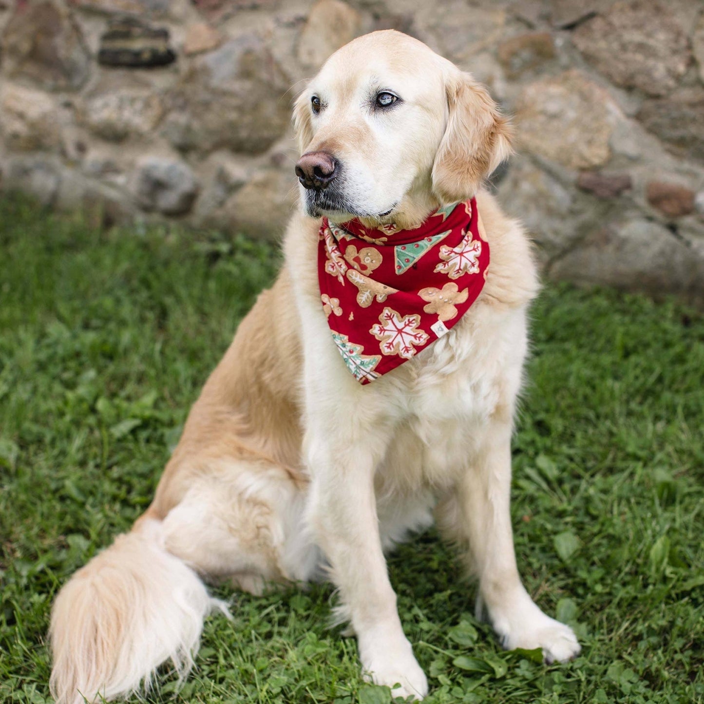 Burt’s Bees Gingerbread Bake Matching Family Pajamas